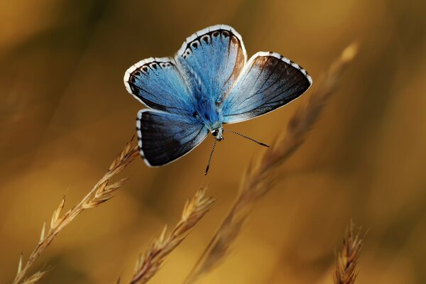 A beautiful blue butterfly on a rye ear