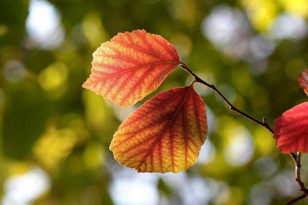 Autumn hazel twig with the last leaves