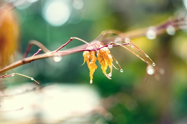 Title yellow wet leaf on a branch