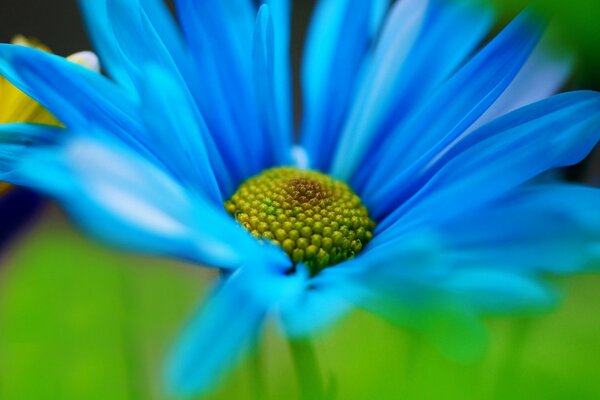 A wonderful blue daisy. Delight