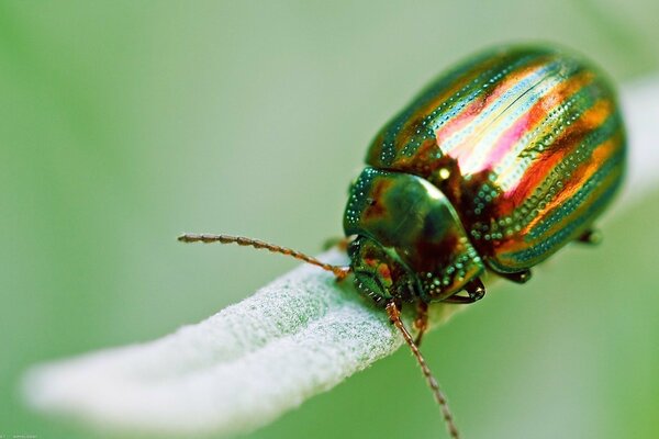 A green-golden beetle crawls on a blade of grass