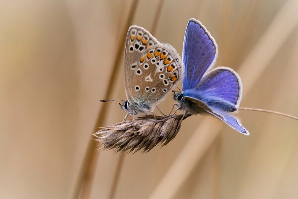 Two butterflies on a grass stalk