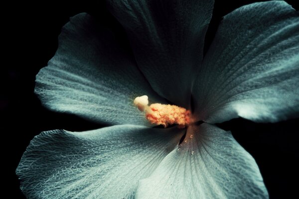 Macro siema Hibiscus