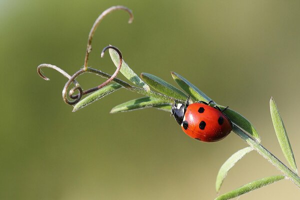 Ladybug on a green blade of grass