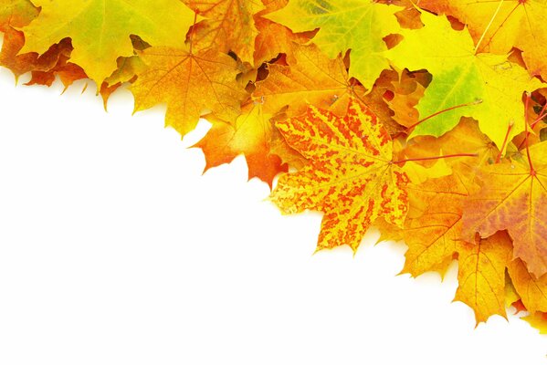 Autumn leaves on a white background