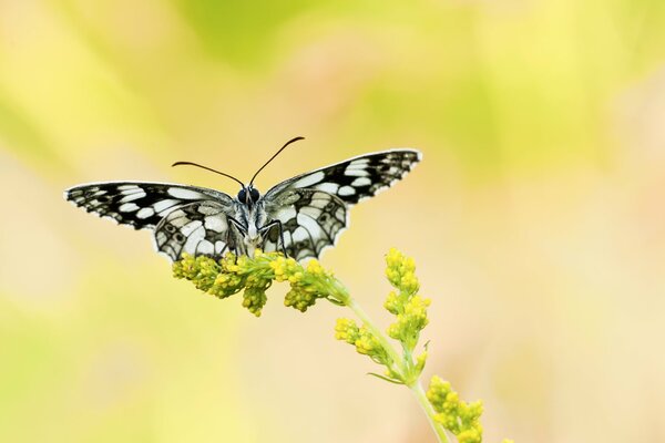 Black and white butterfly on a yellow spike