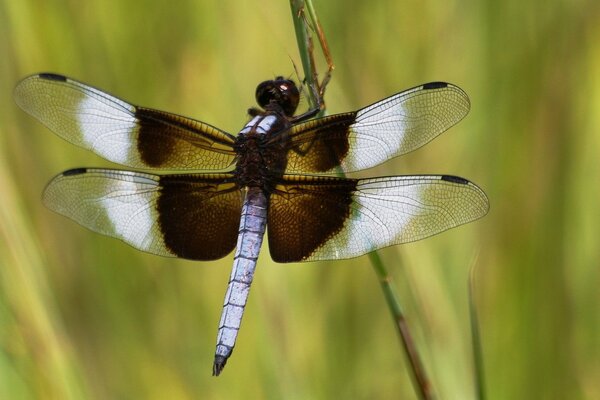 Dragonfly with unusual wings on a blade of grass