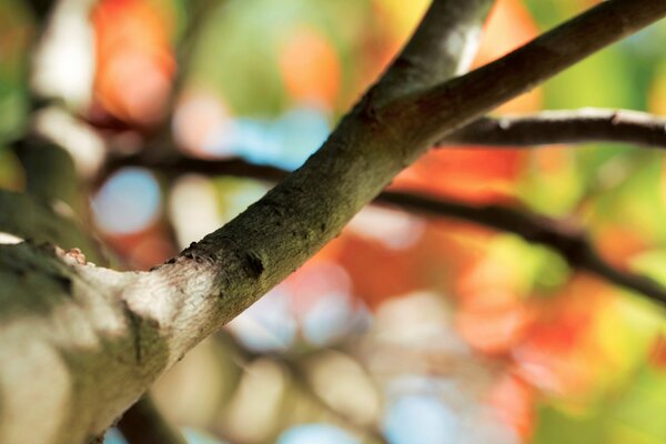 A tree branch on a bright blurry background