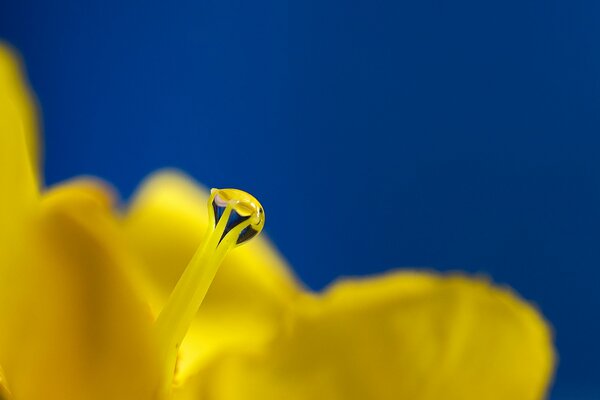 Gelbe Blume Stößel, Tropfen Ross