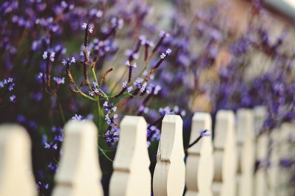 Clôture blanche et fleurs violettes