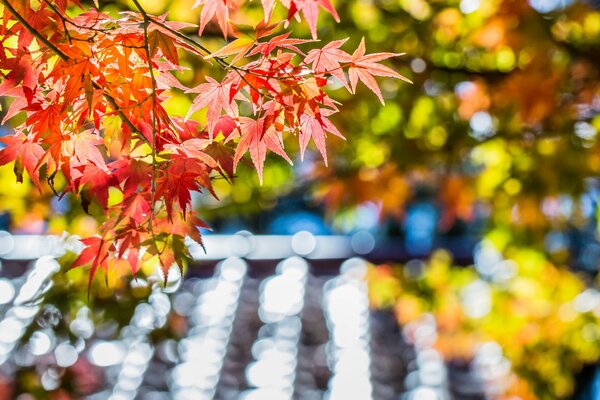 Branche d érable dans les couleurs d automne