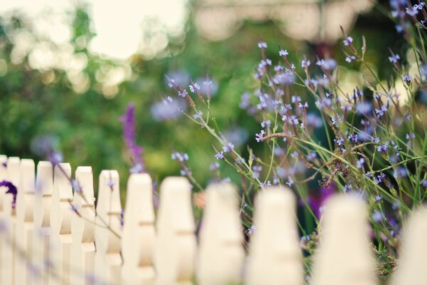 Clôture blanche avec des fleurs