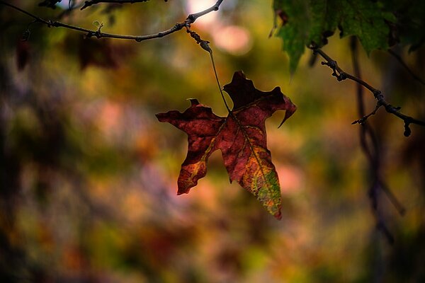 Herbstblatt auf einem Ast