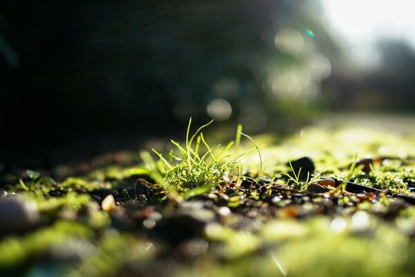 Grünes Gras unter der Sonne