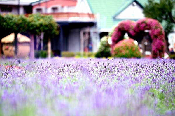 Lavender lawn in front of the house