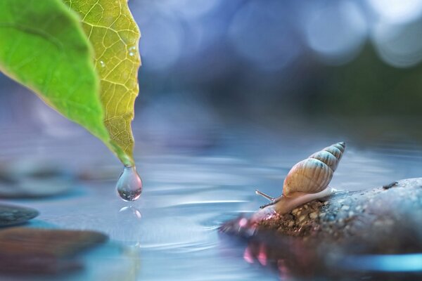 Schnecke auf einem Stein und ein Blatt mit einem Tropfen