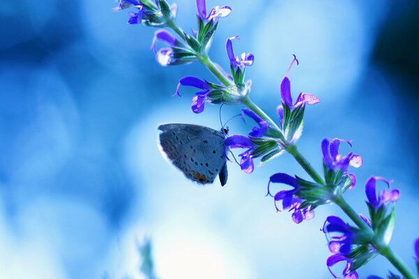 Papillon sur une fleur de bleuet dans un fond bleu