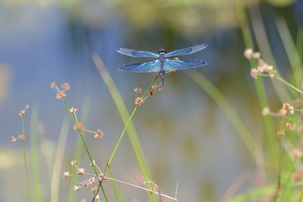 Blaue Libelle auf den Blättern von Pflanzen