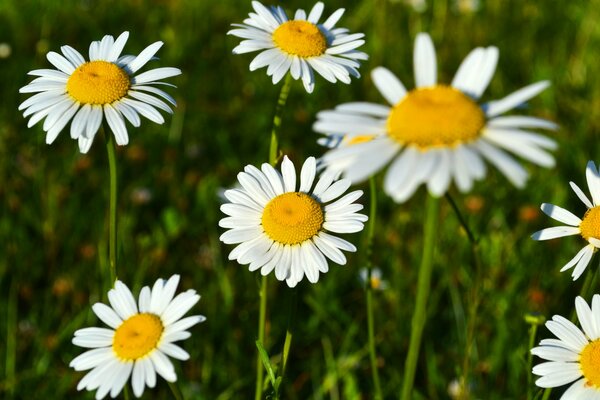 Daisies in the field in summer