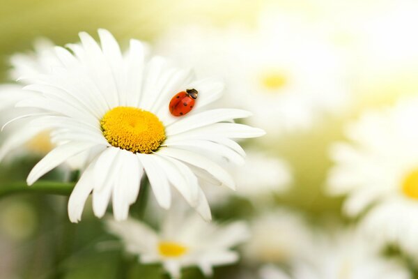 Coccinelle sur les pétales de camomille