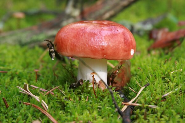 Macro foto de un hongo en el bosque. Musgo