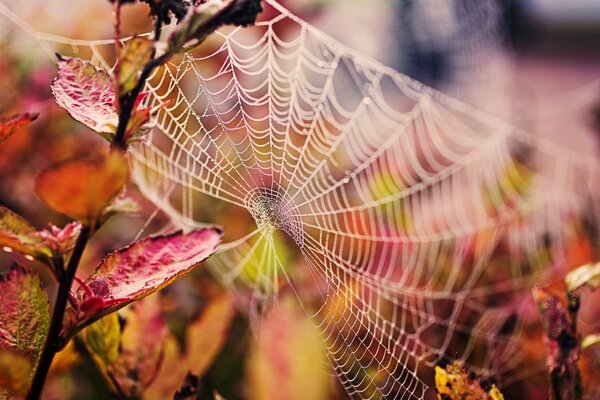 Telaraña de otoño después de la niebla