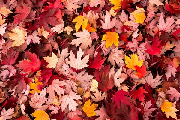 Herbstblätter in purpurroten Farben