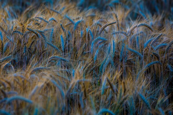 Weizen im blauen Licht