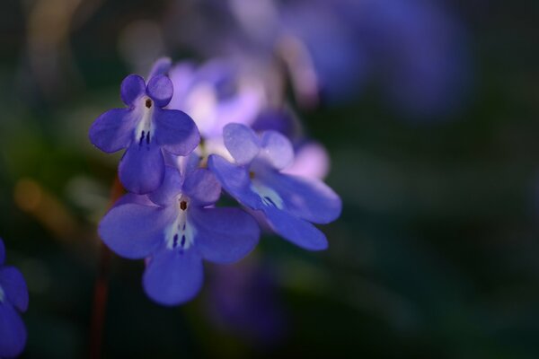 Piccoli fiori viola, piccole infiorescenze