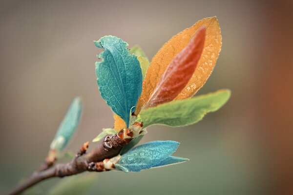 Branch, young leaves color