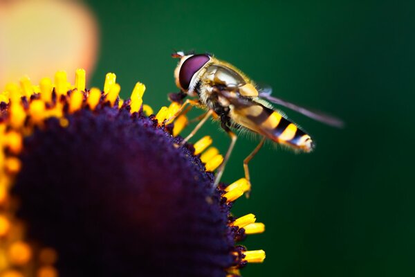 Makroaufnahme eines Insekts, das auf einer Blume sitzt