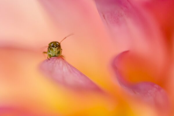 Su un petalo rosa-arancio, un insetto con antenne e zampe