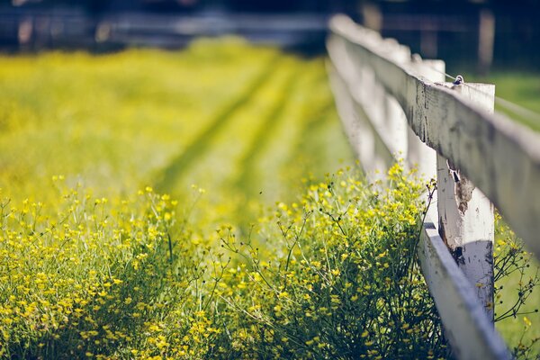 Sommer Nahaufnahme Blumen Gras