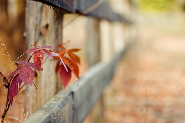 Macro autumn pink leaves on a blurry background of a gray fence