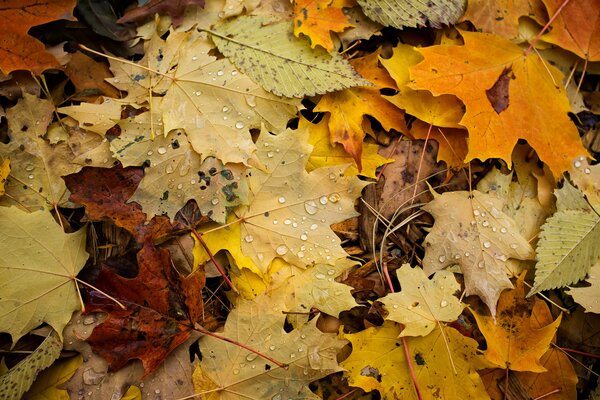 Gros plan de la peinture de l automne