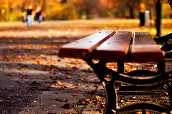 Wooden bench in the park