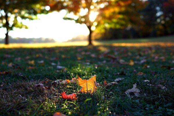 Auf dem grünen Rasen ein rotes Herbstblatt