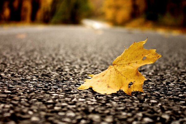 Maple leaf on the roadbed