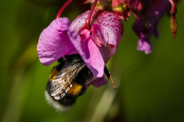 Bourdon dans un bourgeon de fleur rose