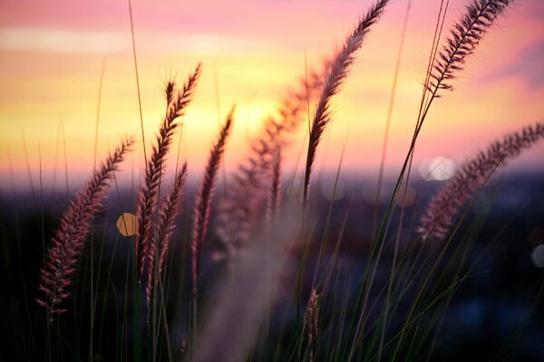 Épis sur fond de coucher de soleil du soir