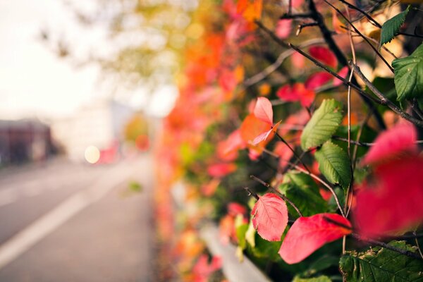 Ramas con hojas de otoño sobre un fondo borroso