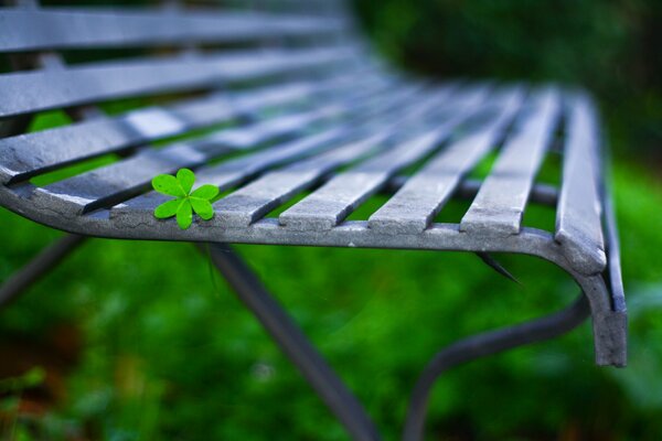 Feuille verte sur un banc gris