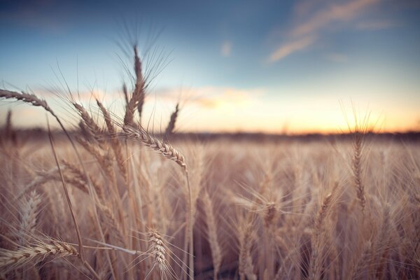 Wheat ears in the field