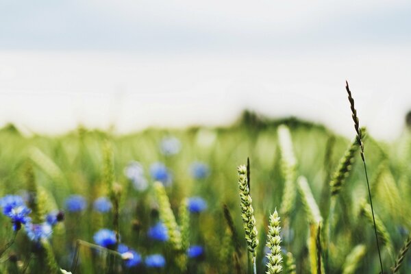 Summer field with grass and blue flowers