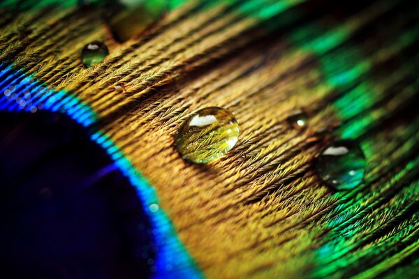 Close-up of water drops on a peacock feather