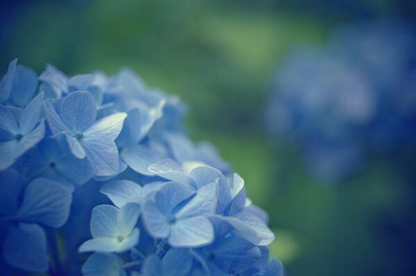 Blue primrose on a blurry background