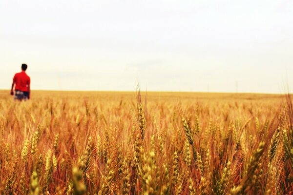 A man in red walks into a field