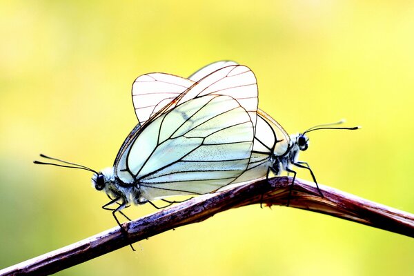 Deux papillons sur une branche