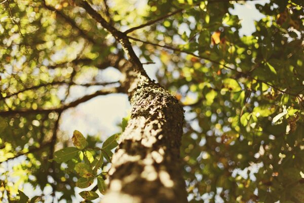 Ein Baum in einer Fülle von Licht