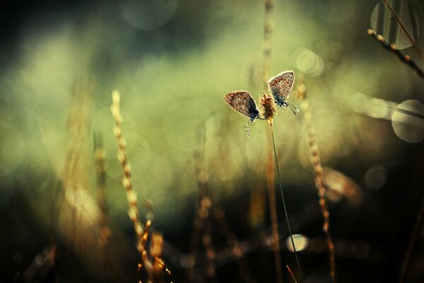 Butterfly on a spike in a blurry background